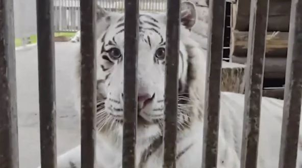 tigar ubio čuvara u zoološkom vrtu (2).jpg