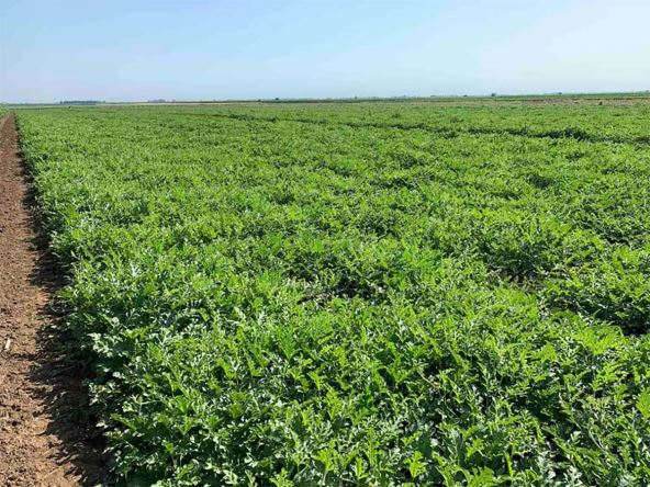 Sava iz Deronja (3).jpg