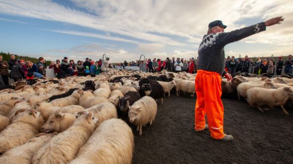 Farmer i ljudi okupljaju i razvrstavaju ovcE tokom sabiranja stada na jugu Islanda