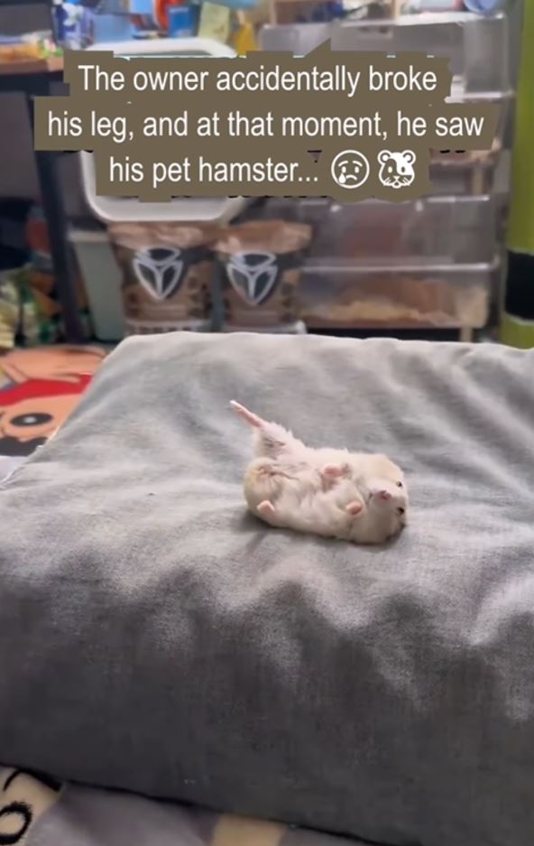 Hrčak imitira vlasnika