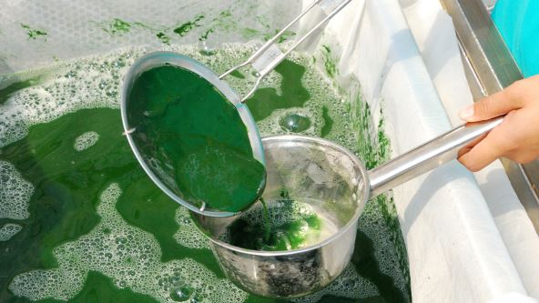Spirulina alga 1.jpg
