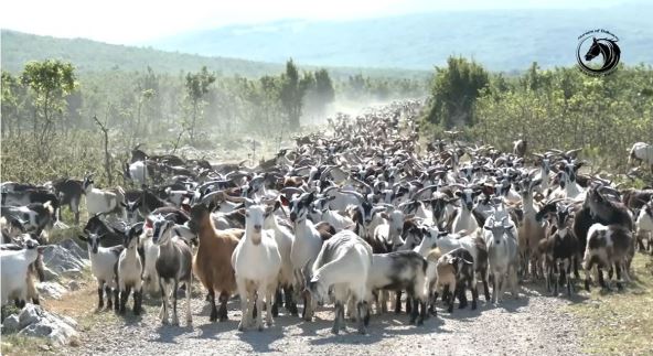 Mladić čuva 1000 koza (1).jpg
