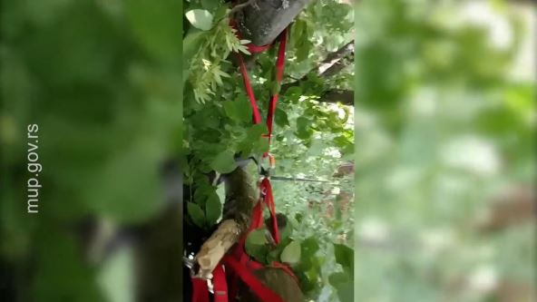 Paraglajdista pao na drvo kod Čačka (3).jpg