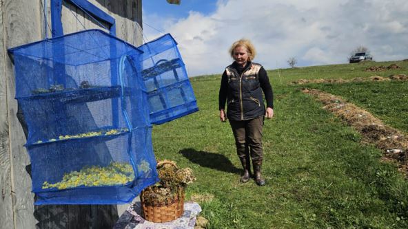 Ruskinja gaji koze na Kamenoj Gori (1).jpg