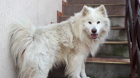 Pas, kuce samojed.jpg