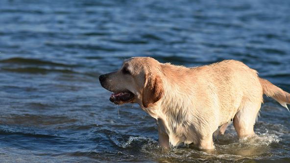 Labrador na moru u plićaku