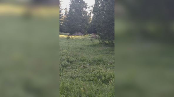 susret sa vukom na Durmitoru (1).jpg