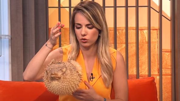 Otrovna riba u Jadranu