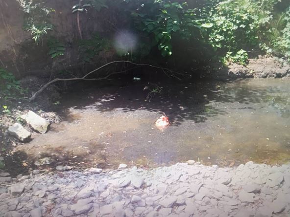 štenci bačeni u reku (1).jpg