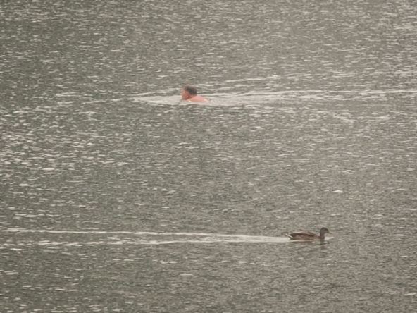 Stari savski most uklanjanje (5).jpg