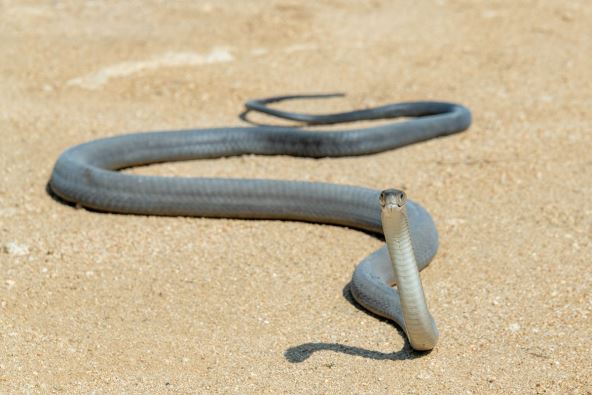 crna mamba.jpg