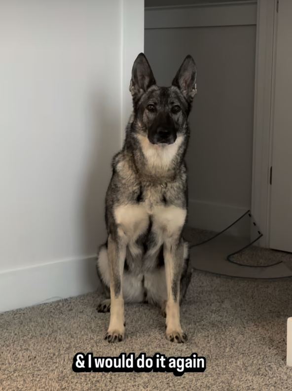 Dorka vučjak, koja je zvezda interneta