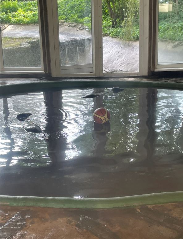 Foke igraju košarku.jpg