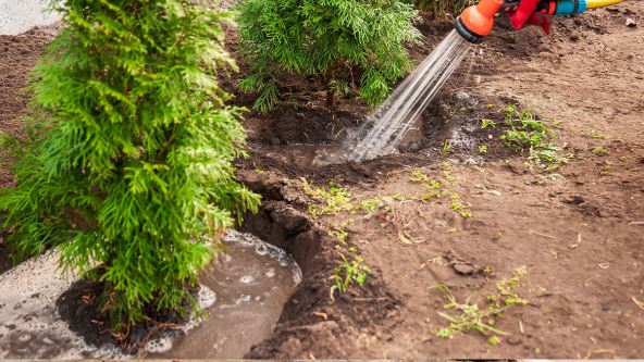 Tuje dvorište bašta