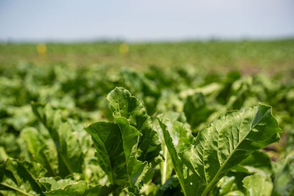 Šećerna repa - Foto Jakov Simović copy.jpg