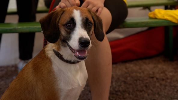 festival ulicnih pasa.jpg