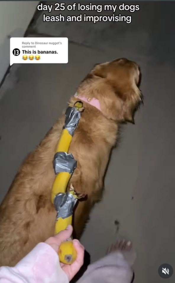 Pas sa povocem od banana