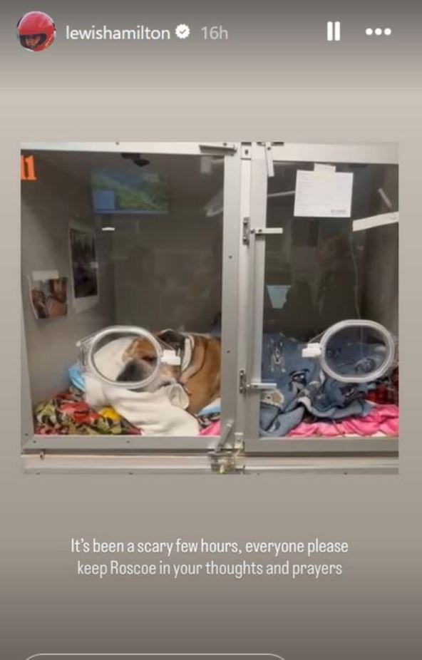 Luis Hamilton brine za svog psa