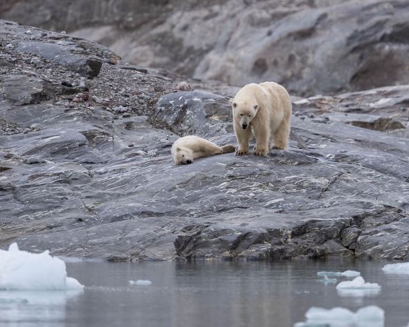 Dva polarna medveda u Svalbardu
