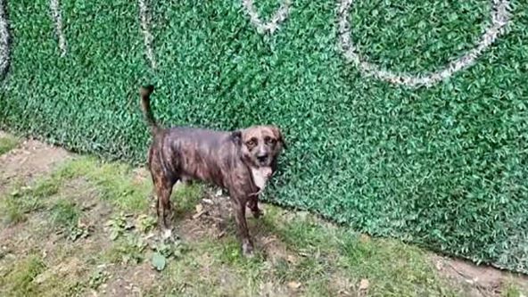 Dresura pasa (2).jpg