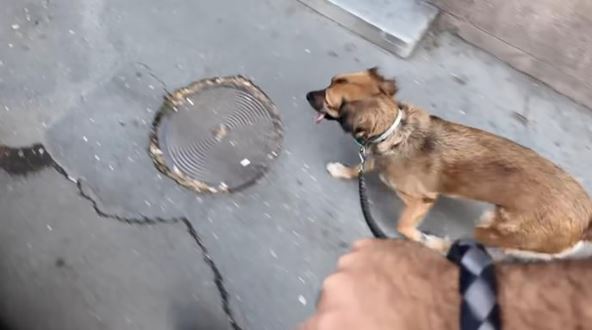 Dresura pasa (4).jpg