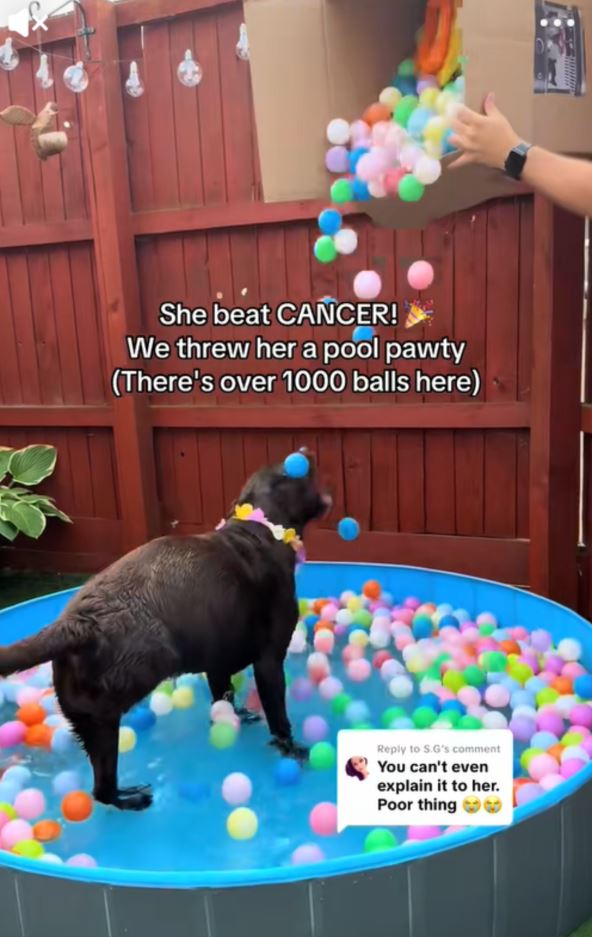 Pas živi srećan život nakon amputacije noge