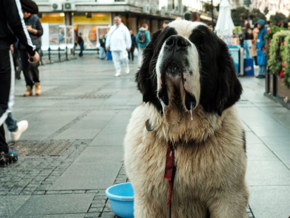 Bernardinac u Knez Mihailovoj
