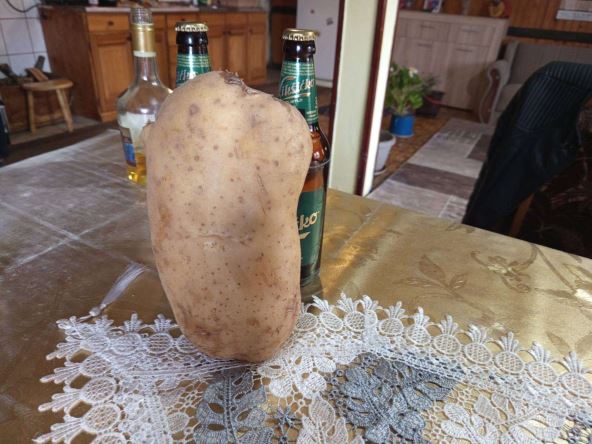 Ogromni plodovi u Zoranovom domaćinstvu u selu Kućani