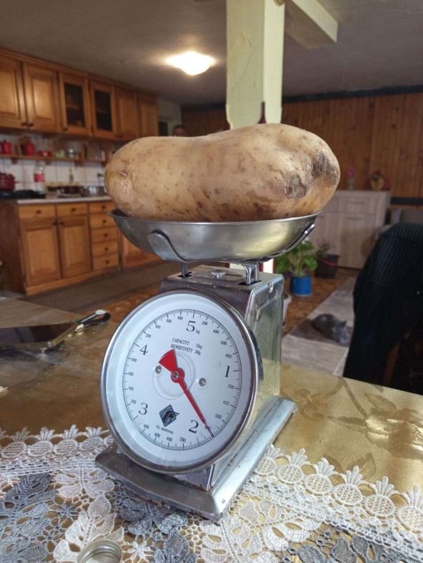 Ogromni plodovi u Zoranovom domaćinstvu u selu Kućani