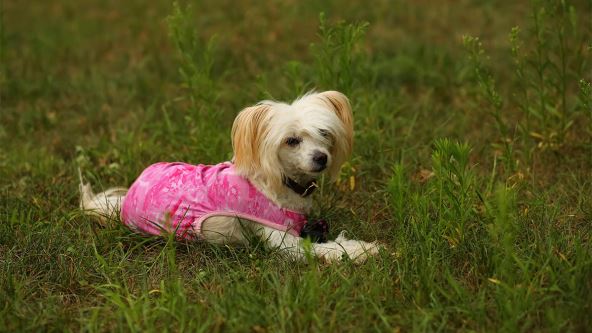 Kineski ćubasti pas