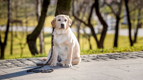 labrador retriver.jpg