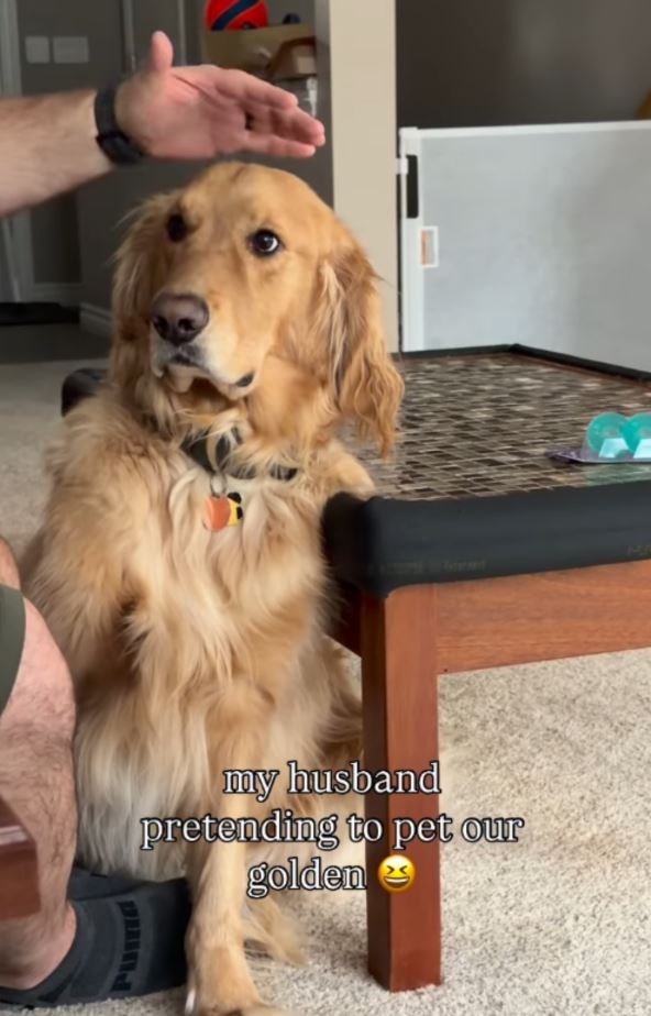 Vlasnik se pretvara da mazi psa