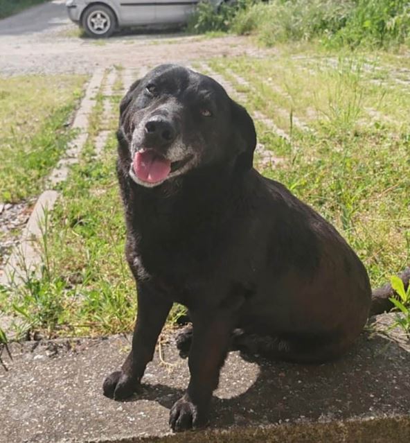 Pas lutalica napao dečaka u Obrenovcu