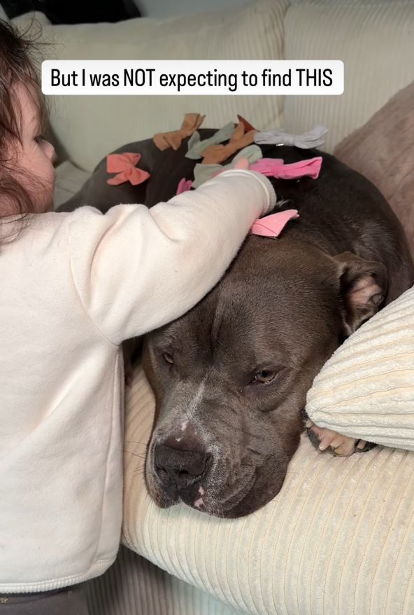 DEvojčica se igra sa pitbulom