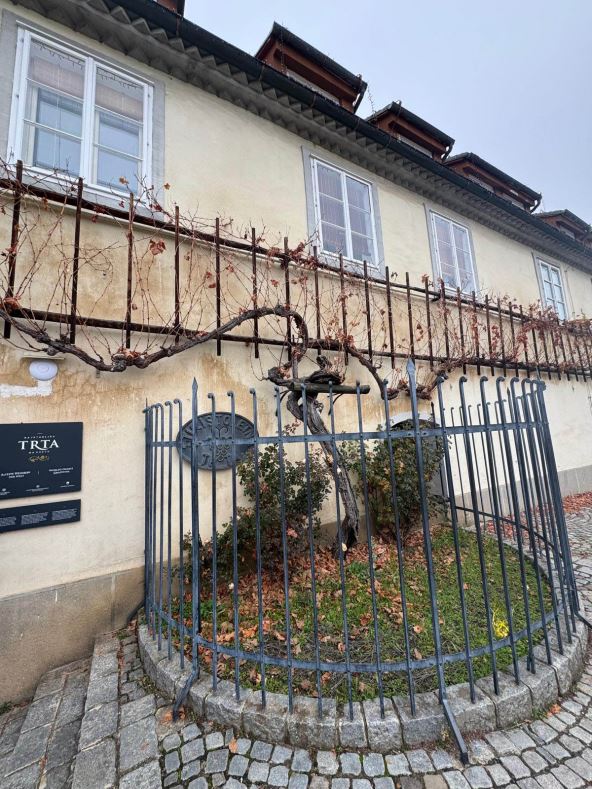 Maribor, Slovenija (10).jpg