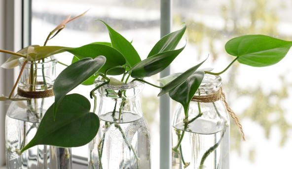 filodendron srcasti.jpg