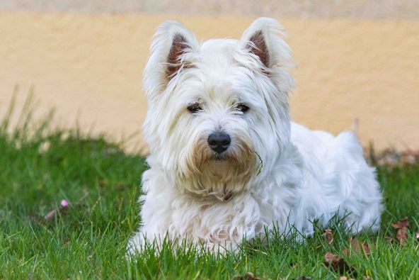 škotski beli terijer, pas.jpg