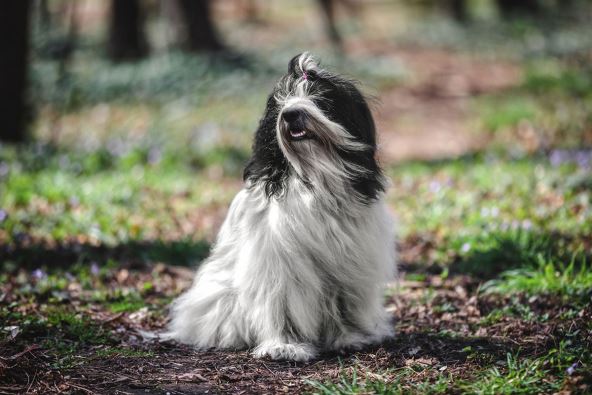 tibetanski terijer, pas.jpg