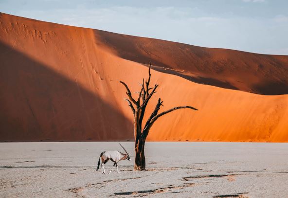 Namib.jpg
