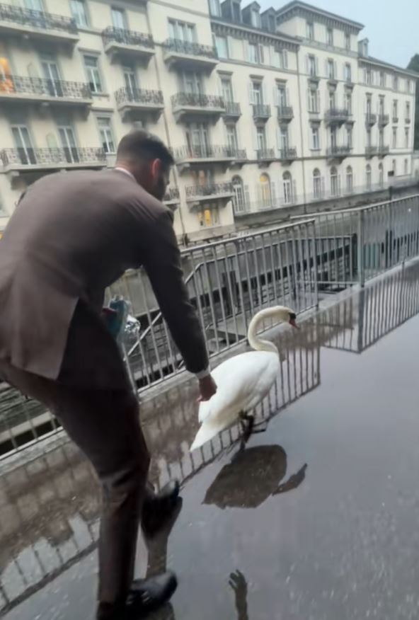 Labud se muči da se vrati u vodu