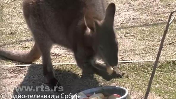 kengur Dragan (2).jpg