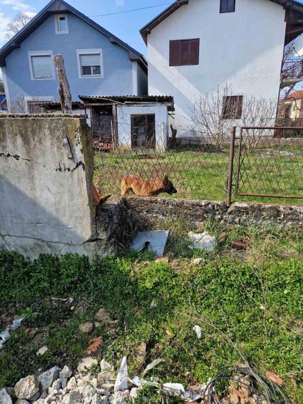 Pas ujeo dete (1).jpg