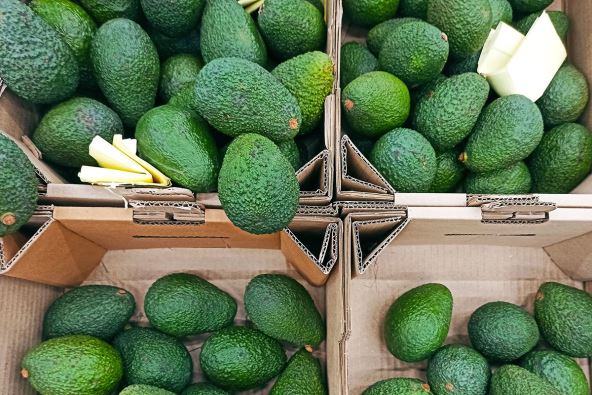 Avokado u kartonskoj kutiji