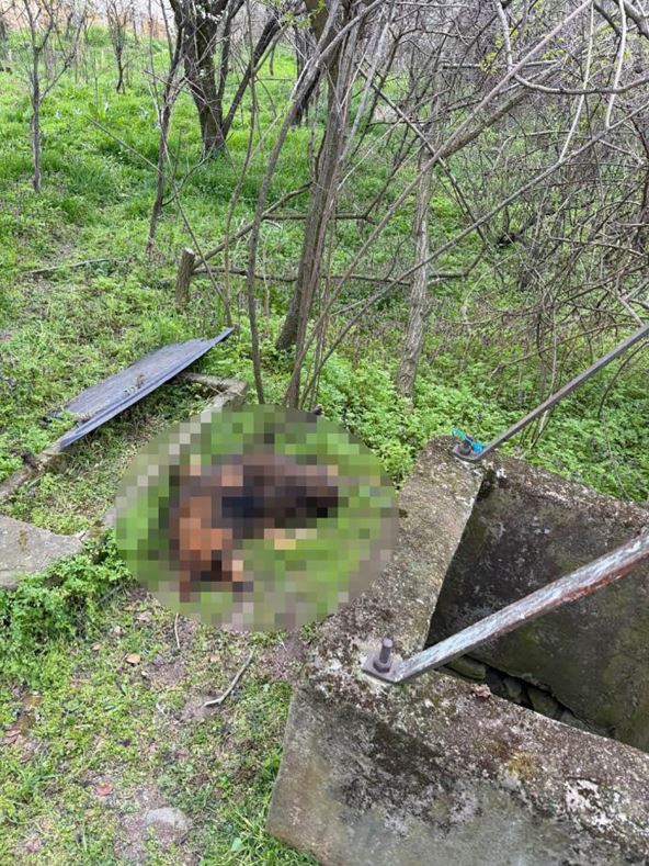 Pronađeno 7 pasa (4).jpg