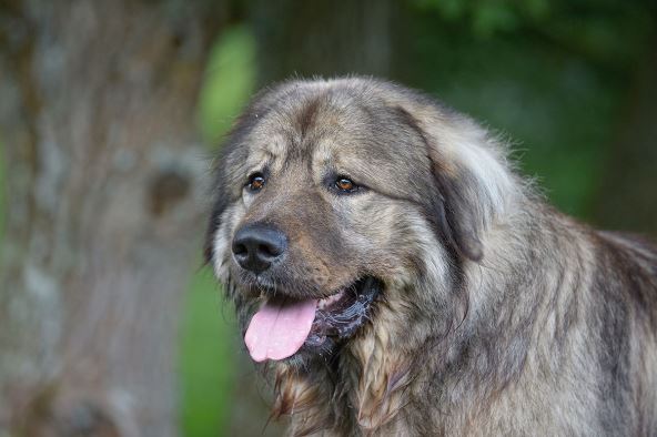 Kavkaski ovčar, pas.jpg