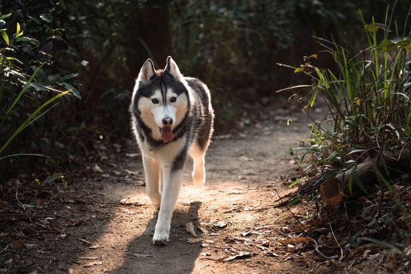 Sibirski haski, pas.jpg