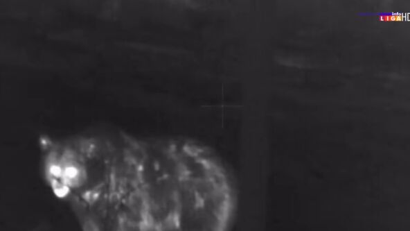 Medvedi u ivanjičkom kraju