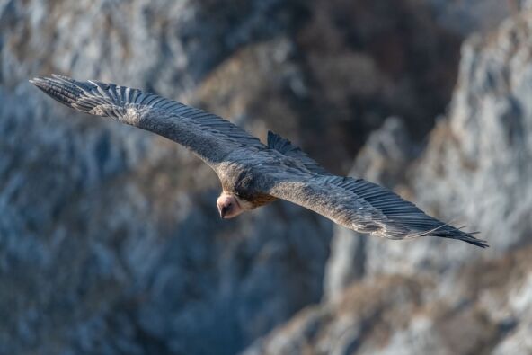 FOTO Saša Preradović - Fondacija za zaštitu ptica grabljivica 2 copy.jpg
