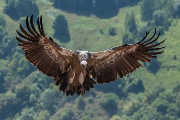 FOTO Saša Preradović - Fondacija za zaštitu ptica grabljivica 3 copy.jpg