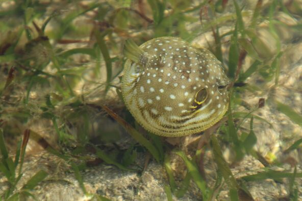 Fugu riba